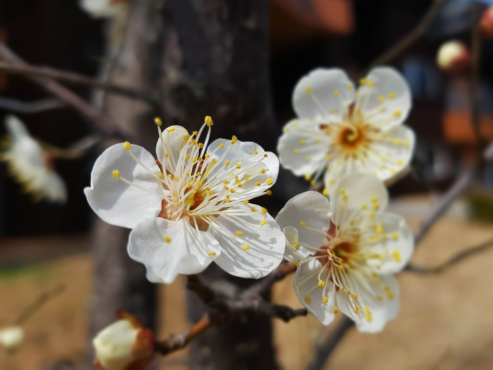 &Phi;&epsilon;&nu;&gamma;&kappa; &Sigma;&omicron;ύ&iota;: &Tau;&omicron; &phi;&upsilon;&tau;ό &pi;&omicron;&upsilon; &theta;&alpha; &sigma;&omicron;&upsilon; &phi;έ&rho;&epsilon;&iota; &tau;ύ&chi;&eta; &tau;&omicron;&nu; &chi;&epsilon;&iota;&mu;ώ&nu;&alpha;
