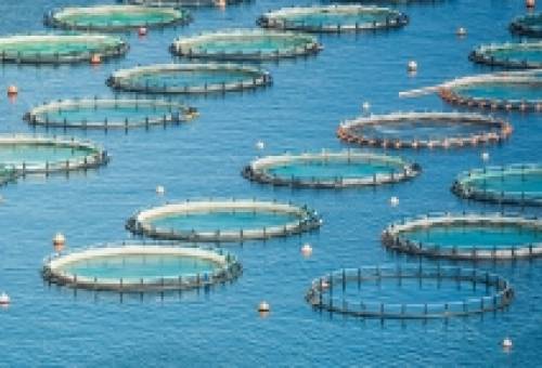 Νέο πρόγραμμα 26 εκατ. ευρώ για την ενίσχυση της μεταποίησης προϊόντων αλιείας και υδατοκαλλιέργειας