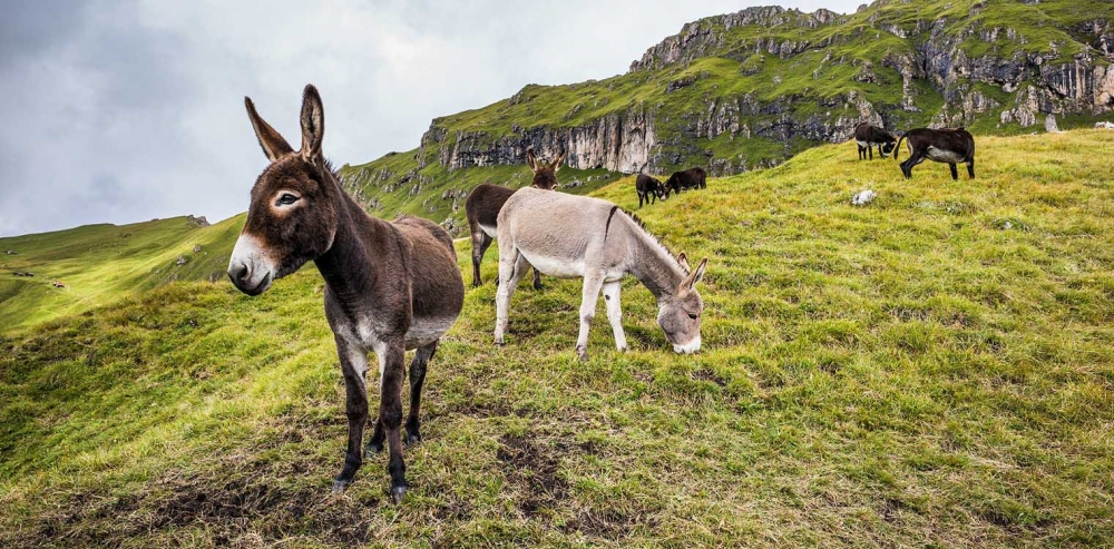 &Gamma;ά&iota;&delta;&alpha;&rho;&omicron;&sigmaf;: &Delta;&eta;&mu;&iota;&omicron;&upsilon;&rho;&gamma;ή&theta;&eta;&kappa;&epsilon; &tau;&omicron; &pi;&rho;ώ&tau;&omicron; έ&mu;&beta;&rho;&upsilon;&omicron; &mu;&epsilon; &tau;&epsilon;&chi;&nu;&eta;&tau;ή &gamma;&omicron;&nu;&iota;&mu;&omicron;&pi;&omicron;ί&eta;&sigma;&eta;