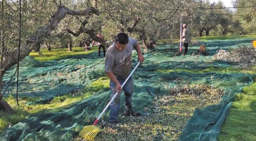 Λείπουν εργάτες γης από την Πελοπόννησο