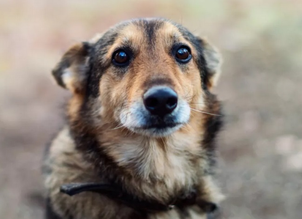 Χειροπέδες και πρόστιμο για κακομεταχείριση κατοικίδιου σε χωριό της Σπάρτης