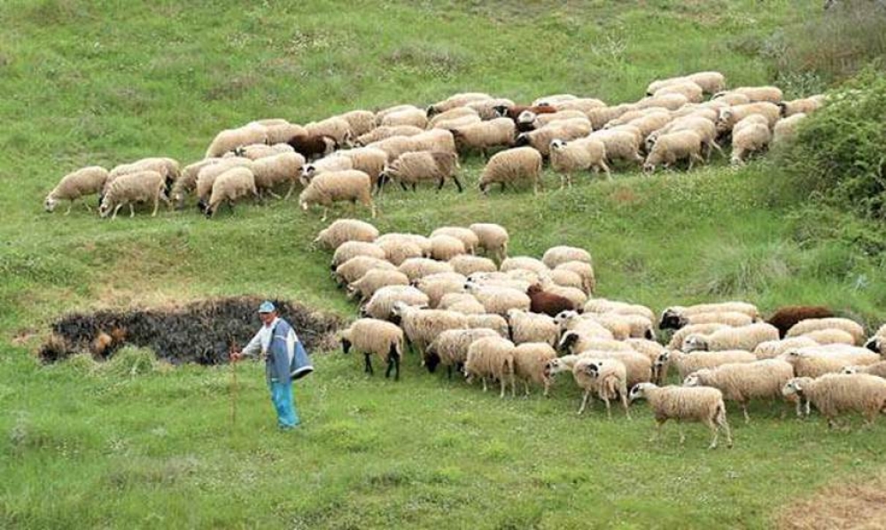 &Upsilon;&pi;&omicron;&chi;&rho;&epsilon;&omega;&tau;&iota;&kappa;ή &alpha;&pi;&omicron;&gamma;&rho;&alpha;&phi;ή &alpha;&iota;&gamma;&omicron;&pi;&rho;&omicron;&beta;ά&tau;&omega;&nu; &kappa;&alpha;&iota; &chi;&omicron;ί&rho;&omega;&nu; &gamma;&iota;&alpha; &tau;&omicron; 2023