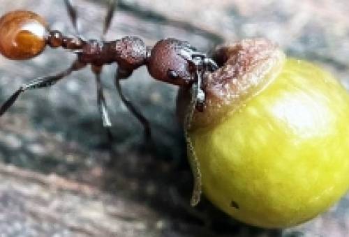 Η ανακάλυψη ενός 8χρονου αγοριού στον κήπο του άλλαξε κυριολεκτικά τη βιολογία για πάντα
