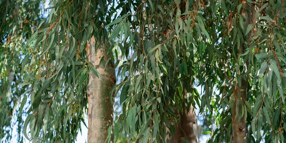 &Omicron;&iota; &epsilon;&upsilon;&kappa;ά&lambda;&upsilon;&pi;&tau;&omicron;&iota; &mu;&epsilon;&tau;&alpha;&tau;&rho;έ&pi;&omicron;&upsilon;&nu; &tau;&alpha; &delta;ά&sigma;&eta; &sigma;&epsilon; &laquo;&nu;&epsilon;&kappa;&rho;έ&sigmaf; &zeta;ώ&nu;&epsilon;&sigmaf;&raquo; &gamma;&iota;&alpha; &tau;&alpha; &pi;&omicron;&upsilon;&lambda;&iota;ά