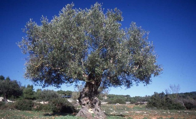 &Epsilon;&xi;ώ&delta;&iota;&kappa;&omicron; &sigma;&tau;&omicron; &Upsilon;&Pi;&Pi;&Alpha;&Tau; &alpha;&pi;ό &tau;&omicron;&upsilon;&sigmaf; &Lambda;ά&kappa;&omega;&nu;&epsilon;&sigmaf; &beta;&iota;&omicron;&kappa;&alpha;&lambda;&lambda;&iota;&epsilon;&rho;&gamma;&eta;&tau;έ&sigmaf;