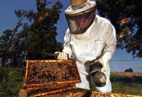 Κονδύλια 4,26 εκ. ευρώ για τη μελισσοκομία