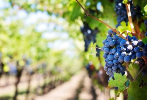 Ο Καψαμπέλης