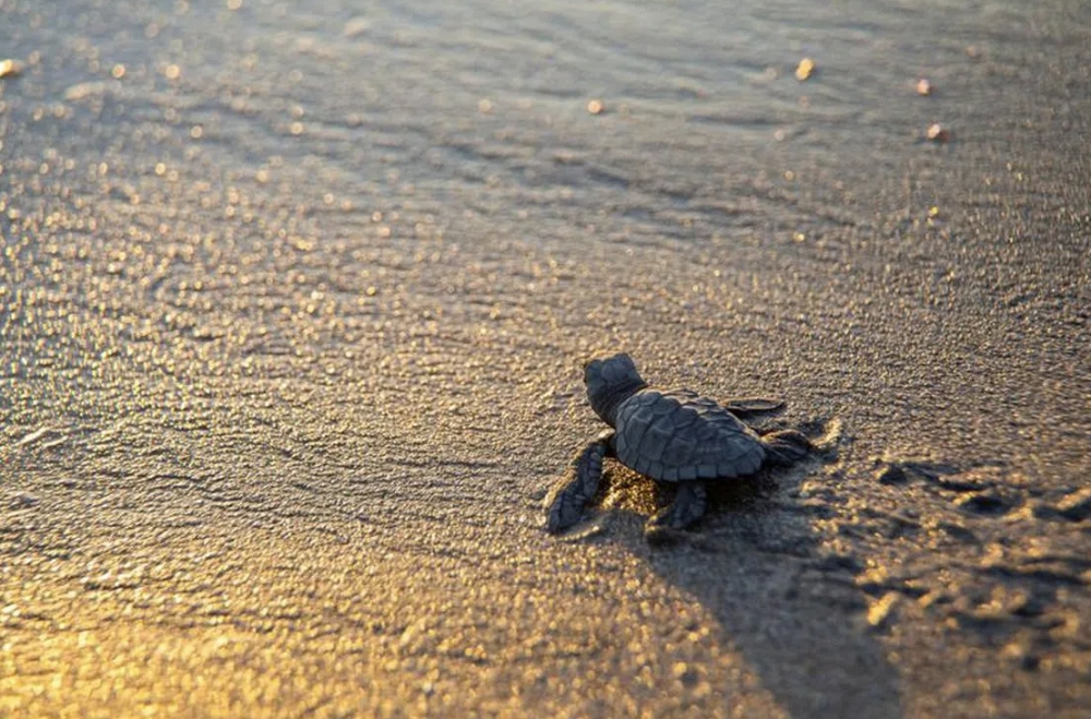 &Omicron;&iota; &pi;&rho;ώ&tau;&epsilon;&sigmaf; &phi;&omega;&lambda;&iota;έ&sigmaf; &tau;&eta;&sigmaf; Caretta caretta &epsilon;&mu;&phi;&alpha;&nu;ί&sigma;&tau;&eta;&kappa;&alpha;&nu; &sigma;&tau;&iota;&sigmaf; &epsilon;&lambda;&lambda;&eta;&nu;&iota;&kappa;έ&sigmaf; &alpha;&kappa;&tau;έ&sigmaf;
