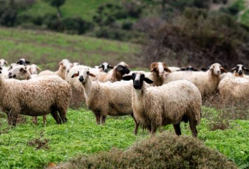 Σε εγρήγορση και η Λακωνία για την ευλογιά αιγοπροβάτων