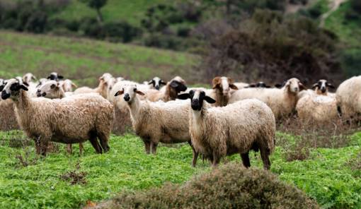 &Sigma;&epsilon; &epsilon;&gamma;&rho;ή&gamma;&omicron;&rho;&sigma;&eta; &kappa;&alpha;&iota; &eta; &Lambda;&alpha;&kappa;&omega;&nu;ί&alpha; &gamma;&iota;&alpha; &tau;&eta;&nu; &epsilon;&upsilon;&lambda;&omicron;&gamma;&iota;ά &alpha;&iota;&gamma;&omicron;&pi;&rho;&omicron;&beta;ά&tau;&omega;&nu;