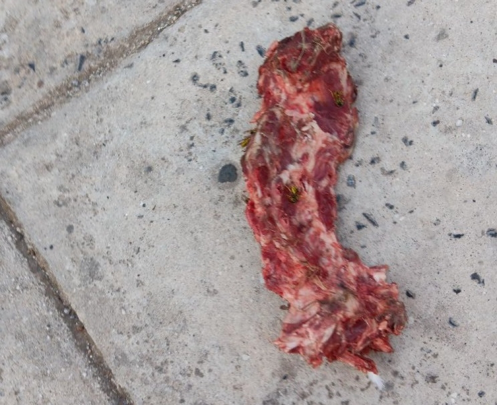 Επικίνδυνη εστία μόλυνσης στο κέντρο της Σπάρτης (ΦΩΤΟ)