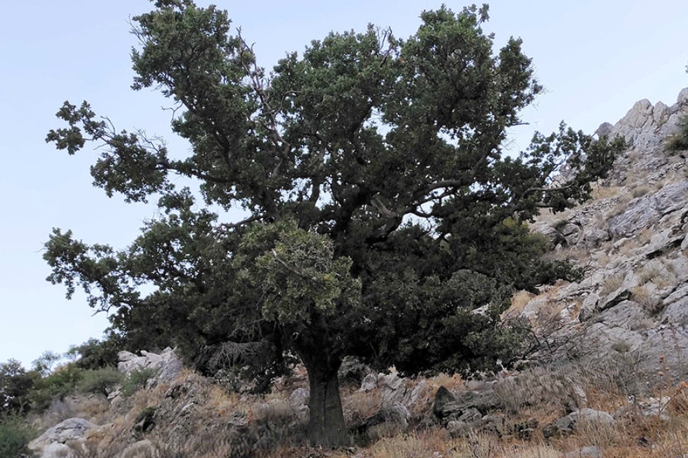 &laquo;&Rho;&iota;&zeta;&omega;&mu;έ&nu;&omicron;&raquo; &mu;&nu;&eta;&mu;&epsilon;ί&omicron; &tau;&eta;&sigmaf; &Epsilon;&pi;&alpha;&nu;ά&sigma;&tau;&alpha;&sigma;&eta;&sigmaf; &eta; &Iota;&epsilon;&rho;ή &Beta;&epsilon;&lambda;&alpha;&nu;&iota;&delta;&iota;ά &tau;&omicron;&upsilon; &Pi;&omicron;&lambda;&upsilon;ά&rho;&alpha;&beta;&omicron;&upsilon;