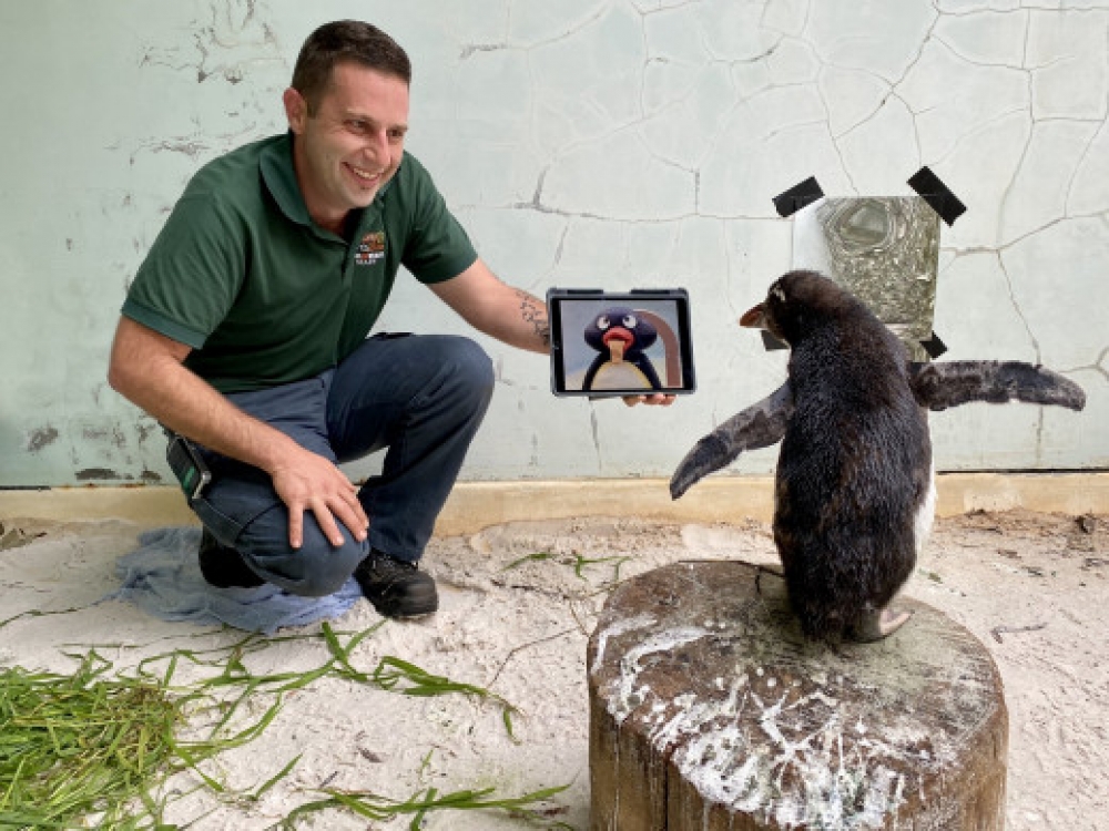 &Pi;&iota;&gamma;&kappa;&omicron;&upsilon;ί&nu;&omicron;&sigmaf; &laquo;&pi;&alpha;&rho;&alpha;&kappa;&omicron;&lambda;&omicron;&upsilon;&theta;&epsilon;ί&raquo; Pingu &sigma;&epsilon; iPad &gamma;&iota;&alpha; &nu;&alpha; &mu;&eta; &nu;&iota;ώ&theta;&epsilon;&iota; &mu;&omicron;&nu;&alpha;&xi;&iota;ά