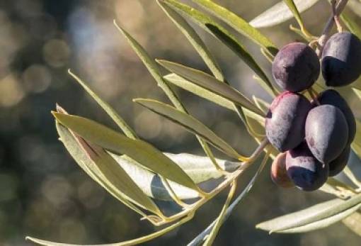 Διπλή πίεση για την ελαιοκομία από ΟΕΦ και Ελαιοκομικό Μητρώο