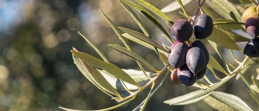 &Delta;&iota;&pi;&lambda;ή &pi;ί&epsilon;&sigma;&eta; &gamma;&iota;&alpha; &tau;&eta;&nu; &epsilon;&lambda;&alpha;&iota;&omicron;&kappa;&omicron;&mu;ί&alpha; &alpha;&pi;ό &Omicron;&Epsilon;&Phi; &kappa;&alpha;&iota; &Epsilon;&lambda;&alpha;&iota;&omicron;&kappa;&omicron;&mu;&iota;&kappa;ό &Mu;&eta;&tau;&rho;ώ&omicron;