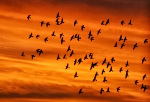 Πανευρωπαϊκή Γιορτή Πουλιών στον υγρότοπο Μουστού