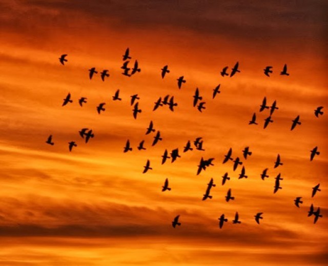 &Pi;&alpha;&nu;&epsilon;&upsilon;&rho;&omega;&pi;&alpha;ϊ&kappa;ή &Gamma;&iota;&omicron;&rho;&tau;ή &Pi;&omicron;&upsilon;&lambda;&iota;ώ&nu; &sigma;&tau;&omicron;&nu; &upsilon;&gamma;&rho;ό&tau;&omicron;&pi;&omicron; &Mu;&omicron;&upsilon;&sigma;&tau;&omicron;ύ