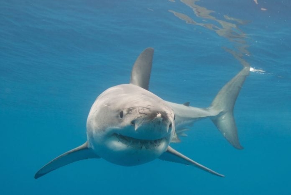 &Sigma;&tau;&omicron; &chi;&epsilon;ί&lambda;&omicron;&sigmaf; &tau;&eta;&sigmaf; &epsilon;&xi;&alpha;&phi;ά&nu;&iota;&sigma;&eta;&sigmaf; &omicron; &mu;&epsilon;&gamma;ά&lambda;&omicron;&sigmaf; &lambda;&epsilon;&upsilon;&kappa;ό&sigmaf; &kappa;&alpha;&rho;&chi;&alpha;&rho;ί&alpha;&sigmaf; &sigma;&tau;&eta; &Mu;&epsilon;&sigma;ό&gamma;&epsilon;&iota;&omicron;