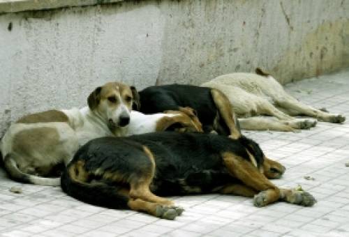 Επιχορήγηση 5 εκατ. ευρώ για τα αδέσποτα